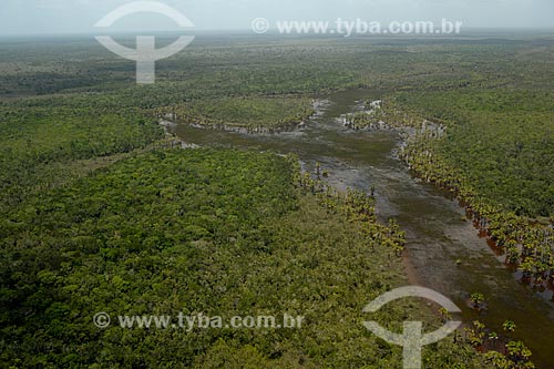  Assunto: Buritis (Mauritia flexuosa) no Parque Nacional Serra da Mocidade / Local: Caracaraí - Roraima (RR) - Brasil / Data: 03/2012 