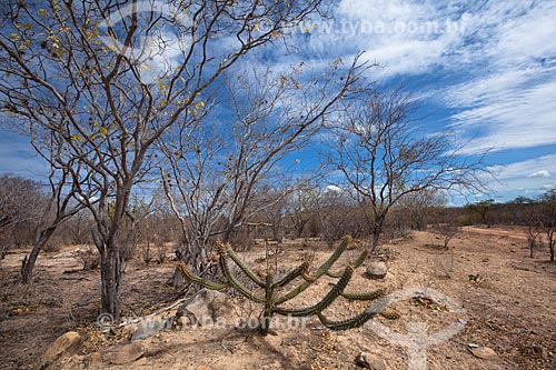  Assunto: Paisagem de vegetação típica da caatinga no sertão de Pernambuco / Local: Cabrobó - Pernambuco (PE) - Brasil / Data: 06/2012 