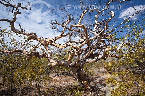  Assunto: Árvore Umburana (Amburana cearensis) no sertão pernambucano / Local: Salgueiro - Pernambuco (PE) - Brasil / Data: 06/2012 