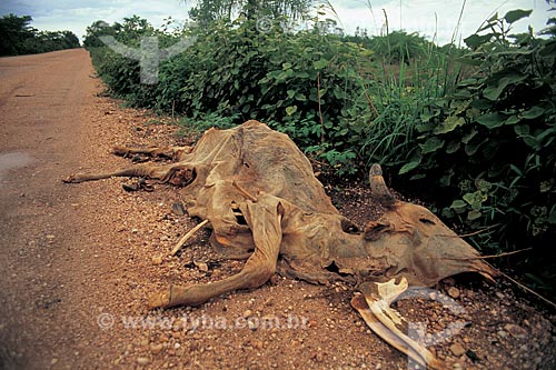  Assunto: Carcaça de gado morto na beira da estrada entre as cidades de Marabá a Rio Maria / Local: Pará (PA) - Brasil / Data: 2001 