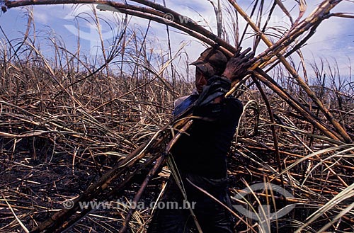  Assunto: Indígena trabalhando na usina de cana / Local: Mato Grosso do Sul (MS) - Brasil / Data: 04/2007 