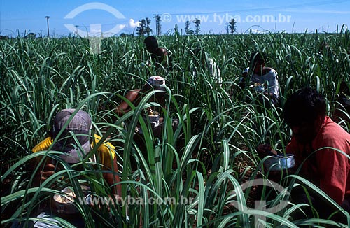  Assunto: Cortadores de cana almoçando no meio da plantação sob o sol / Local: Mato Grosso do Sul (MS) - Brasil / Data: 04/2007 