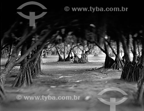  Assunto: Árvores com raizes adventícias no Parque do Flamengo / Local: Flamengo - Rio de Janeiro (RJ) - Brasil / Data: 09/2012 