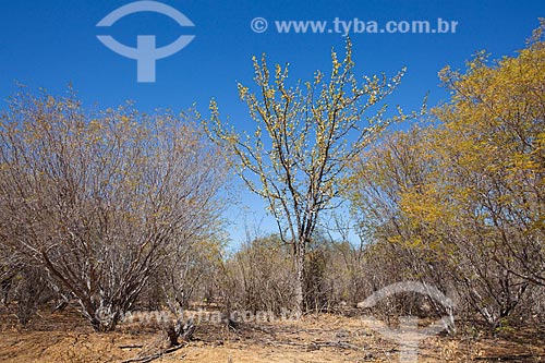  Assunto: Vegetação típica de caatinga no sertão de Pernambuco / Local: Lagoa Grande - Pernambuco (PE) - Brasil / Data: 06/2012 