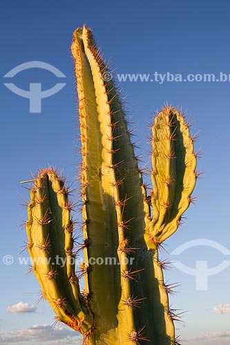  Assunto: Cacto Mandacaru (Cereus jamacaru) no sertão de Pernambuco / Local: Lagoa Grande - Pernambuco (PE) - Brasil / Data: 06/2012 