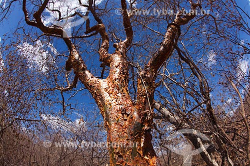  Assunto: Árvore Umburana (Amburana cearensis) no sertão de pernambuco / Local: Petrolina - Pernambuco (PE) - Brasil / Data: 06/2012 