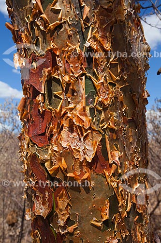  Assunto: Detalhe de tronco de umburana (Amburana cearensis) no sertão de Pernambuco / Local: Petrolina - Pernambuco (PE) - Brasil / Data: 06/2012 