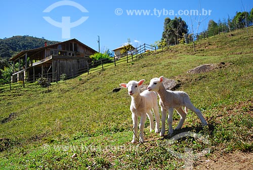  Assunto: Filhotes de ovelha (Cordeiro) / Local: Itamonte - Minas Gerais (MG) - Brasil / Data: 07/2008 