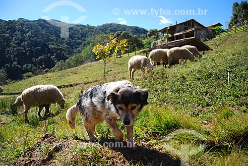  Assunto: Criação de ovelhas e cachorro / Local: Itamonte - Minas Gerais (MG) - Brasil / Data: 07/2008 