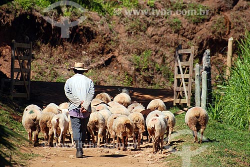  Assunto: Criação de ovelhas / Local: Itamonte - Minas Gerais (MG) - Brasil / Data: 07/2008 