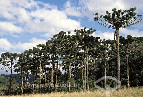  Assunto: Araucárias (Araucaria angustifolia) no Parque Nacional de Aparados da Serra / Local: Cambará do Sul - Rio Grande do Sul (RS) - Brasil / Data: 08/2012 