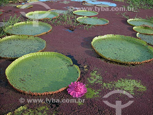  Vitória-régia (Victoria regia) florida, no lago Purema, na várzea amazônica perto de Silves, Amazonas, Brasil.  - Amazonas