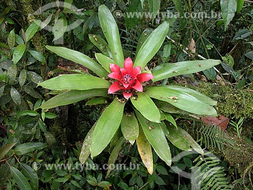  Nidularium fulgens é uma espécie endêmica da Mata Atlântica da Serra dos Órgãos. É curioso encontrá-lo na Serrinha do Alambari, nos limites da Mantiqueira, onde esta planta foi fotografada  - Resende - Brasil