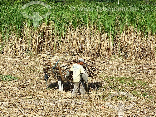  Assunto: Trabalhador rural transportando cana-de-açúcar / Local: Rio Grande do Norte (RN) - Brasil / Data: 10/2004 
