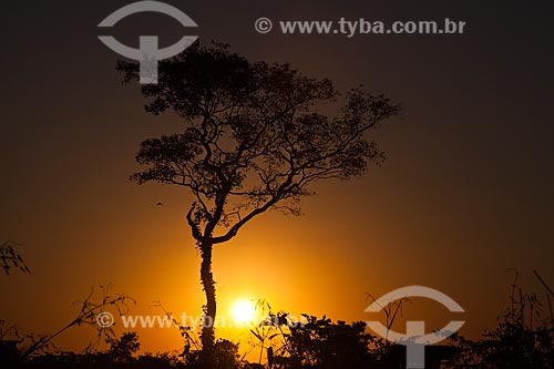  Assunto: Silhueta de árvore no pôr do sol do Pantanal / Local: Mato Grosso (MT) - Brasil / Data: 06/2011 