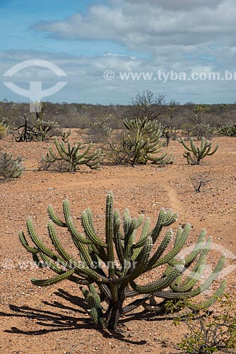 Assunto: Vegetação de caatinga no período de estiagem / Local: Belém de São Francisco - Pernambuco (PE) - Brasil / Data: 08/2012 