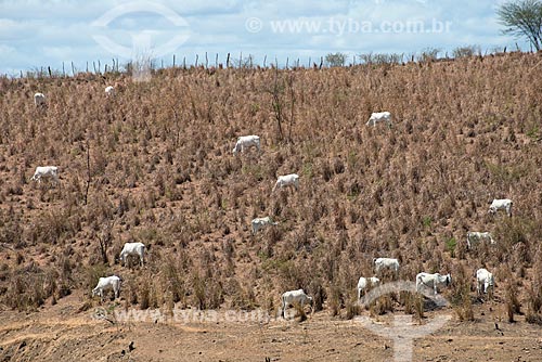  Assunto: Gado procurando comida em pasto seco devido a estiagem / Local: Barro - Ceará (CE) - Brasil / Data: 08/2012 