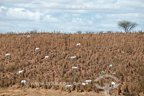 Assunto: Gado procurando comida em pasto seco devido a estiagem / Local: Barro - Ceará (CE) - Brasil / Data: 08/2012 