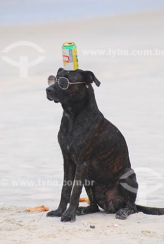  Assunto: Cachorro sentando de óculos escuros e com uma lata de cerveja na cabeça / Local: Copacabana - Rio de Janeiro (RJ) - Brasil / Data: 04/2010 