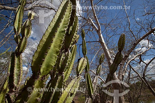  Assunto: Mandacaru (Cereus jamacaru) na Fazenda Não Me Deixes que pertenceu a Rachel de Queiroz  / Local: Daniel de Queiroz - Quixadá - Ceará  (CE) - Brasil / Data: 11/2012 