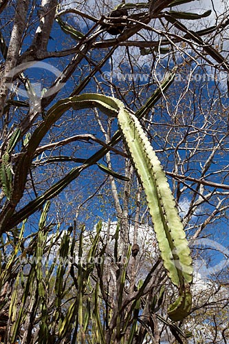  Assunto: Mandacaru (Cereus jamacaru) na Fazenda Não Me Deixes que pertenceu a Rachel de Queiroz  / Local: Daniel de Queiroz - Quixadá - Ceará  (CE) - Brasil / Data: 11/2012 