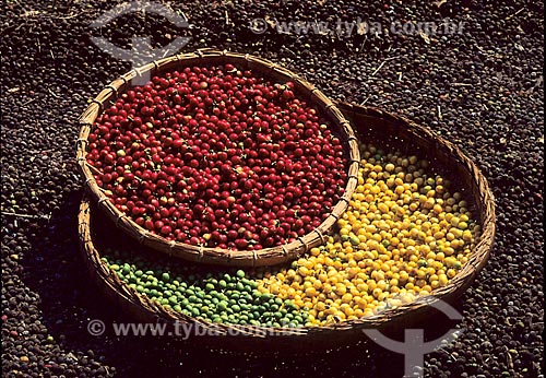  Assunto: Cestos de palha com grãos de café / Local: Próximo à Varginha - Minas Gerais (MG) - Brasil / Data: 1996 