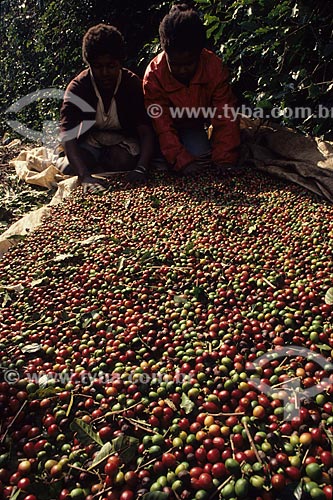  Assunto: Mulheres trabalhando no beneficiamento do grãos de café / Local: Próximo à Varginha - Minas Gerais (MG) - Brasil / Data: 1996 