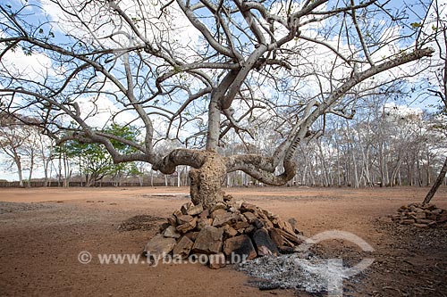  Assunto: Árvore na fazenda Não Me Deixes que pertenceu a Rachel de Queiroz / Local: Daniel de Queiroz - Quixadá  - Ceará (CE) - Brasil / Data: 11/2012 