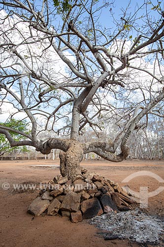  Assunto: Árvore na fazenda Não Me Deixes que pertenceu a Rachel de Queiroz / Local: Daniel de Queiroz - Quixadá - Ceará (CE) - Brasil / Data: 11/2012 