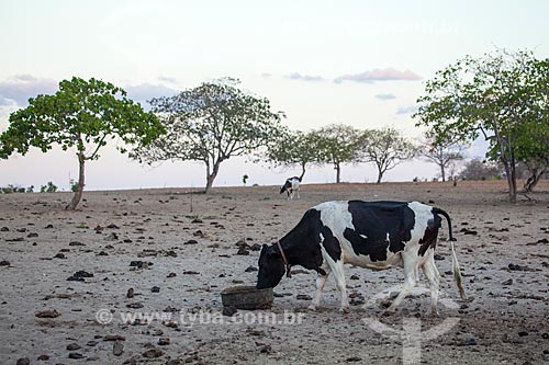  Assunto: Criação de gado em fazenda / Local: Distrito de Juatama - Quixadá - Ceará  (CE) - Brasil / Data: 11/2012 