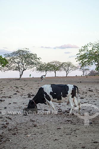  Assunto: Criação de gado em fazenda / Local: Distrito de Juatama - Quixadá - Ceará  (CE) - Brasil / Data: 11/2012 