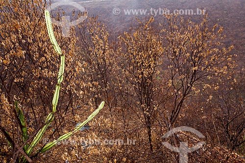  Assunto: Cacto Mandacaru (Cereus jamacaru) / Local: Quixadá - Ceará (CE) - Brasil / Data: 11/2012 