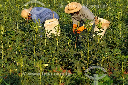  Trabalhadores rurais realizando a colheita do Quiabo (Abelmoschus esculentus)  - Buritama - São Paulo - Brasil
