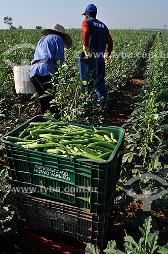  Assunto: Engradados com quiabos com trabalhadores rurais realizando a colheita ao fundo / Local: Buritama - São Paulo (SP) - Brasil / Data: 10/2012 