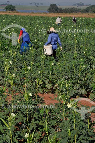  Assunto: Trabalhador rural realizando a colheita do Quiabo (Abelmoschus esculentus) / Local: Buritama - São Paulo (SP) - Brasil / Data: 10/2012 