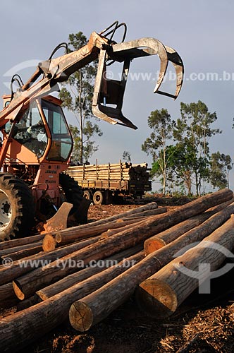  Assunto: Trator pegando troncos de Eucalyptus citriodora (Corymbia citriodora) / Local: Mirassol - São Paulo (SP) - Brasil / Data: 11/2012 