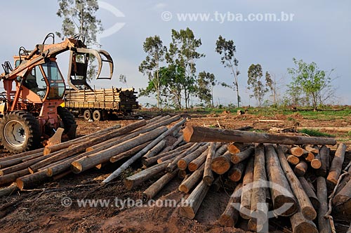  Assunto: Trator pegando troncos de Eucalyptus citriodora (Corymbia citriodora) / Local: Mirassol - São Paulo (SP) - Brasil / Data: 11/2012 