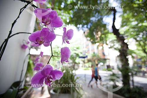 Assunto: Orquídea Phalaenopsis roxa / Local: Ipanema - Rio de Janeiro (RJ) - Brasil / Data: 11/2012 