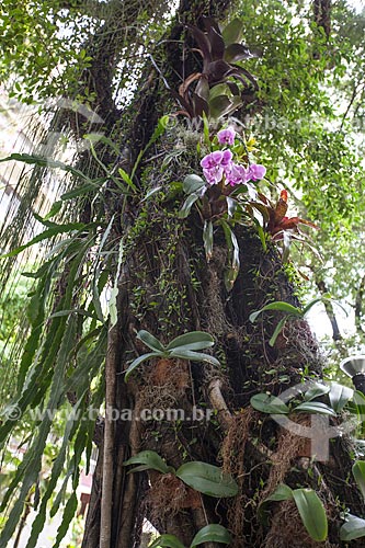 Assunto: Orquídeas Phalaenopsis roxa na rua Barão de Jaguaribe / Local: Ipanema - Rio de Janeiro (RJ) - Brasil / Data: 11/2012 