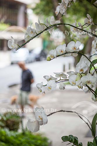  Assunto: Orquídeas Phalaenopsis brancas na rua Nascimento Silva / Local: Ipanema - Rio de Janeiro (RJ) - Brasil / Data: 11/2012 