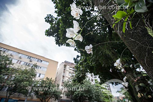  Assunto: Orquídeas Phalaenopsis brancas na rua Dias Ferreira  / Local: Leblon - Rio de Janeiro (RJ) - Brasil / Data: 11/2012 