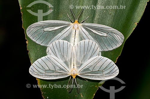  Assunto: Mariposas brancas cruzando / Local: Niterói - Rio de Janeiro (RJ) - Brasil / Data: 08/2012 