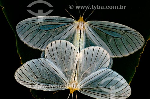  Assunto: Mariposas brancas cruzando / Local: Niterói - Rio de Janeiro (RJ) - Brasil / Data: 08/2012 