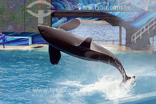  Assunto: Apresentação da baleia Orca Shamu no  Sea World / Local: San Diego - Califórnia - Estados Unidos da América - EUA / Data: 09/2012 