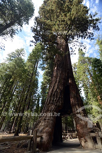  Assunto: Sequóia (Sequoiadendrum giganteum) no bosque Mariposa Grove  no Parque Nacional de Yosemite / Local: Califórnia - Estados Unidos da América - EUA / Data: 09/2012 