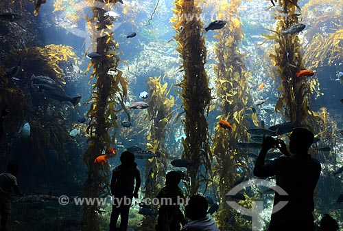  Assunto: Pessoas observando aquário no Sea World / Local: San Diego - Califórnia - Estados Unidos da América - EUA / Data: 09/2012 