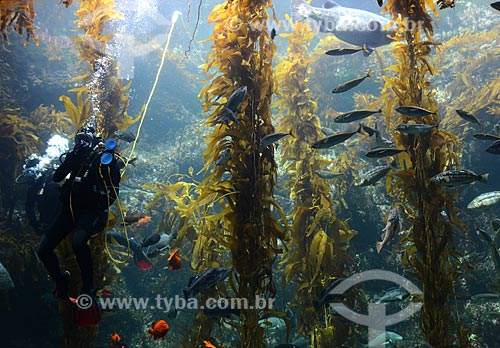  Assunto: Mergulhadores em aquário no Sea World / Local: San Diego - Califórnia - Estados Unidos da América - EUA / Data: 09/2012 