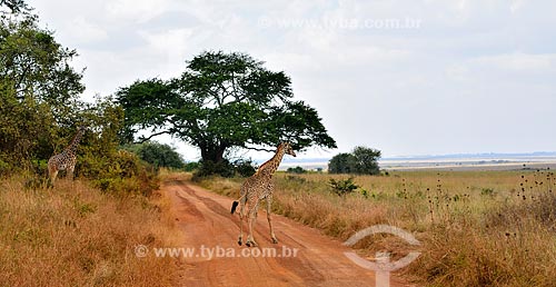  Assunto: Girafas no Parque Nacional de Nairobi / Local: Nairobi - Quênia - África / Data: 09/2010 