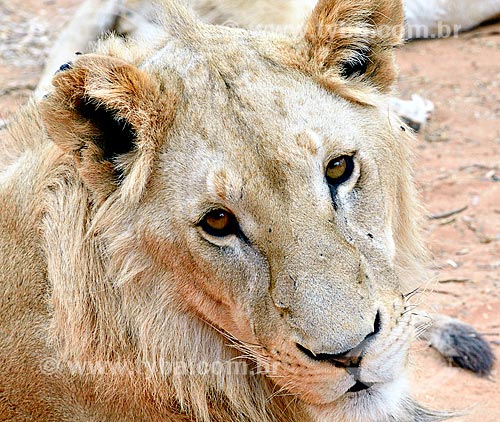  Assunto: Leão no Lion Park (Parque dos Leões) / Local: Joanesburgo - África do Sul - África / Data: 09/2010 