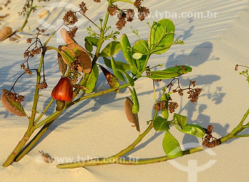  Assunto: Detalhe de cajueiro coberto por duna nos nos Lençóis Maranhenses / Local: Barreirinhas - Maranhão (MA) - Brasil / Data: 10/2012 